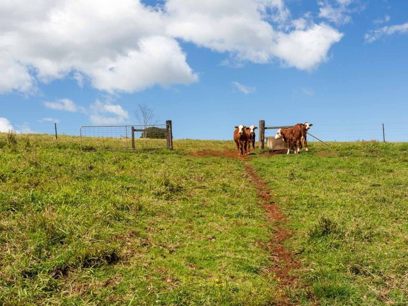 87 Laws Lane, Rous Mill NSW 2477