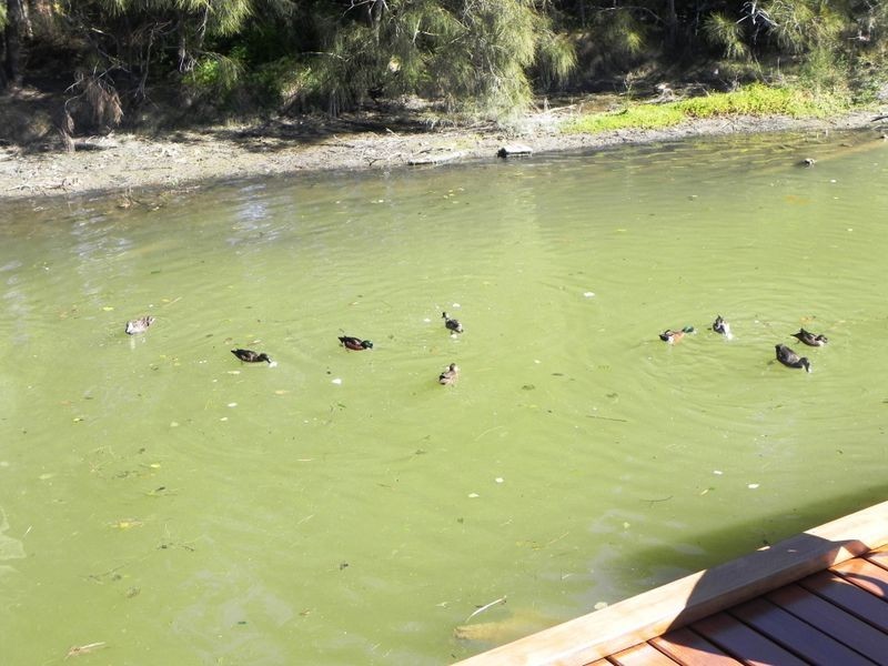 98 Koona Street, Albion Park Rail NSW 2527