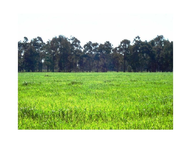 Jindong WA 6280