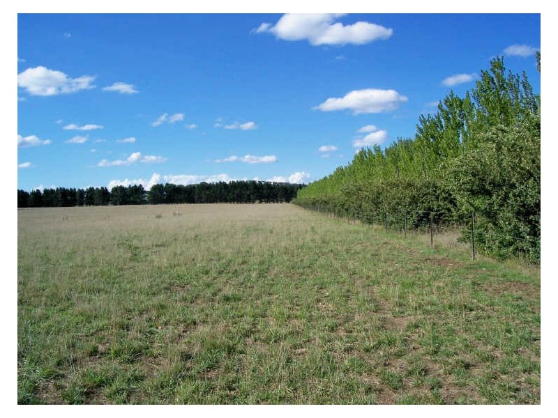 Calala, Walcha NSW 2354