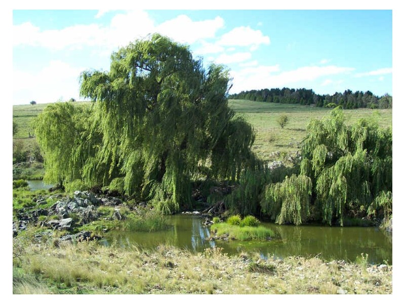 Calala, Walcha NSW 2354