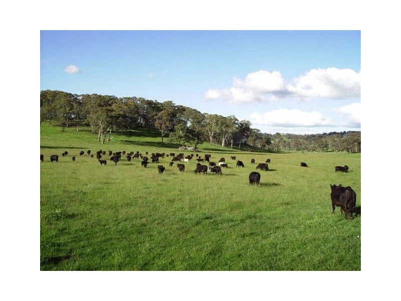 ” Banchory “, Walcha NSW 2354