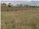 387 Thunderbolts Way, Walcha NSW 2354