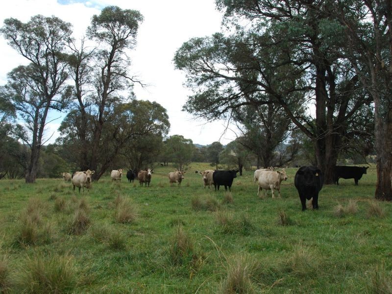 3339 Niangala Road, Walcha NSW 2354