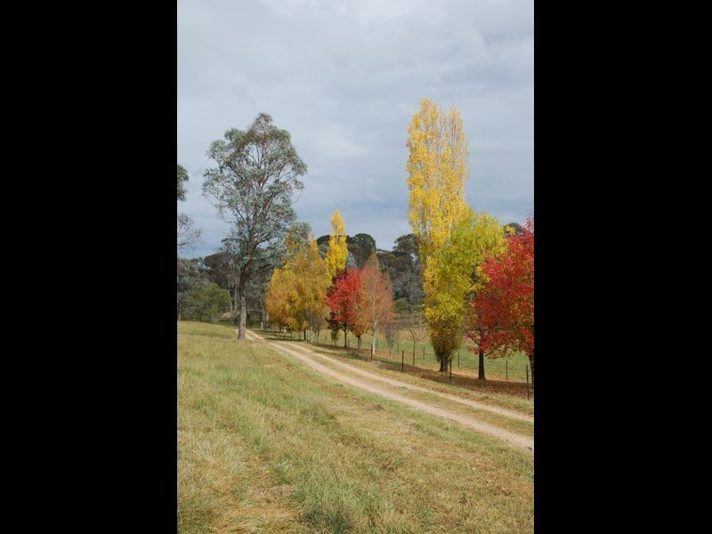 3339 Niangala Road, Walcha NSW 2354