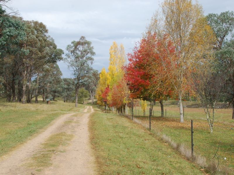 3339 Niangala Road, Walcha NSW 2354