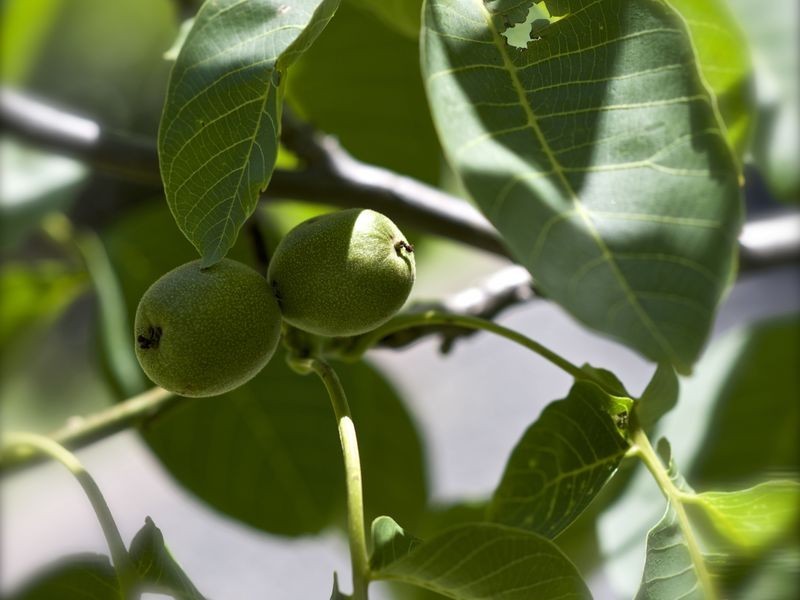 3 Dorothy Avenue, Armidale NSW 2350