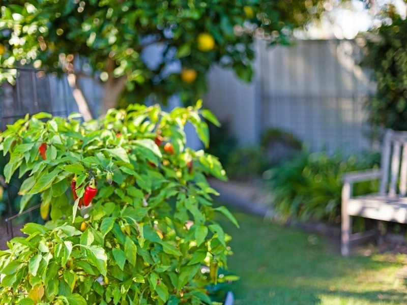 29 Baldwin Boulevard, Windermere Park NSW 2264