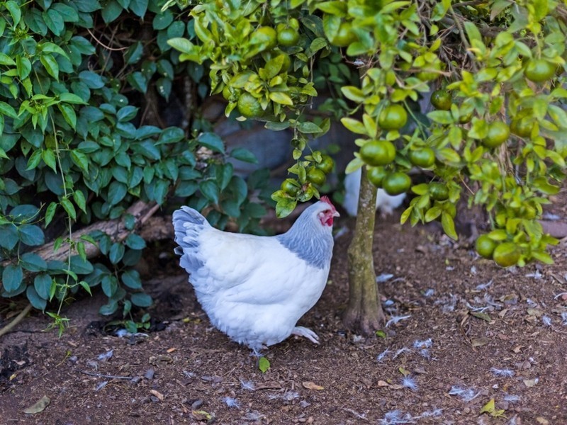 29 Baldwin Boulevard, Windermere Park NSW 2264