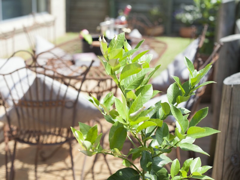 61 Cedar Cutters Crescent, Cooranbong NSW 2265