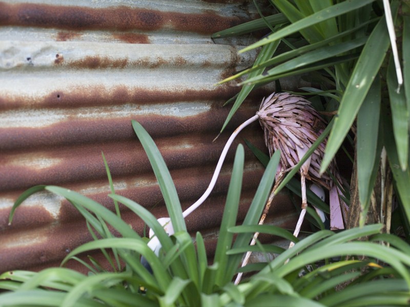 8 Watt Street, Windermere Park NSW 2264