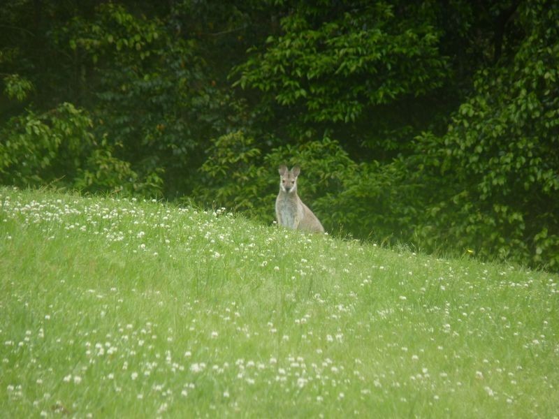 134 Pringles Road, Martinsville NSW 2265