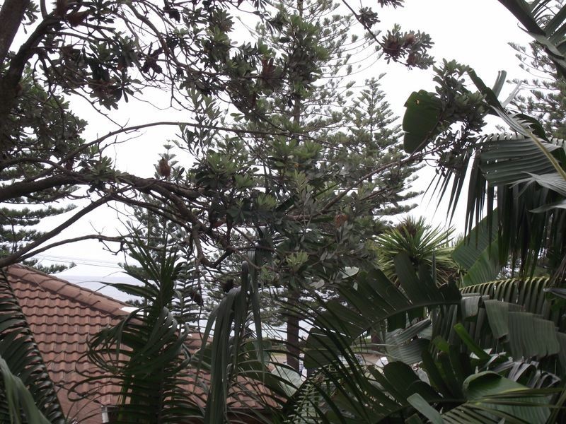 5/79 Foamcrest Avenue, Newport NSW 2106