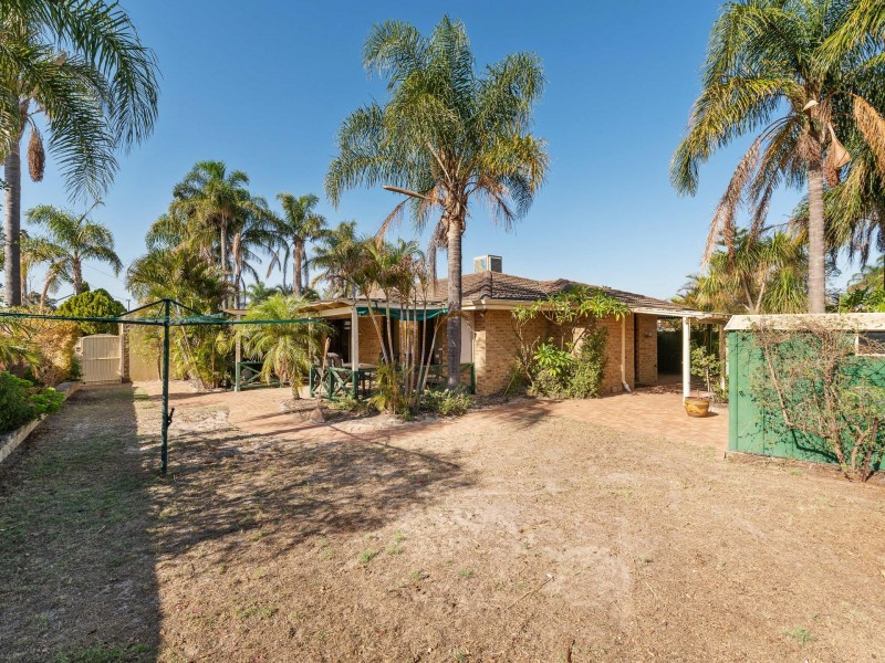 41 Narcissus, Parkwood WA 6147