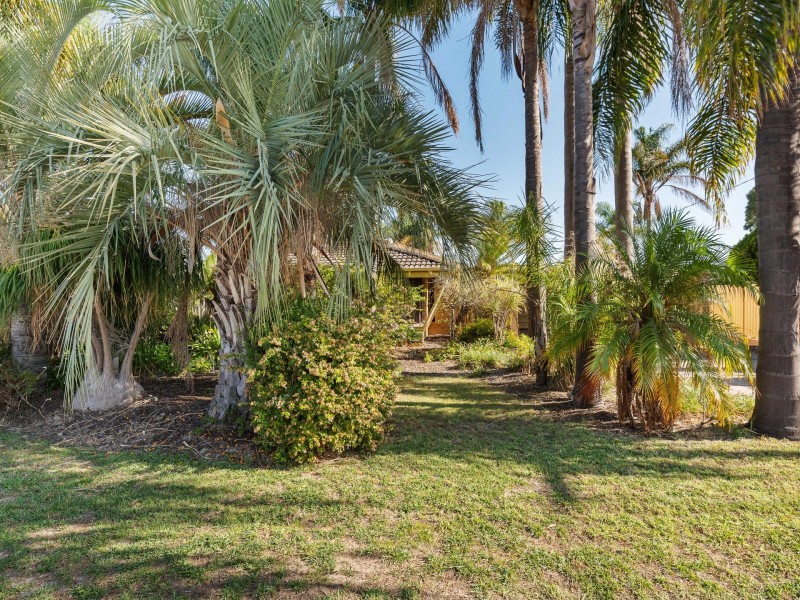 41 Narcissus, Parkwood WA 6147