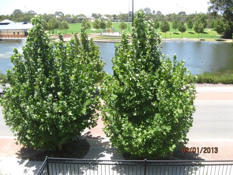 15 Shrike Lane, Beeliar WA 6164