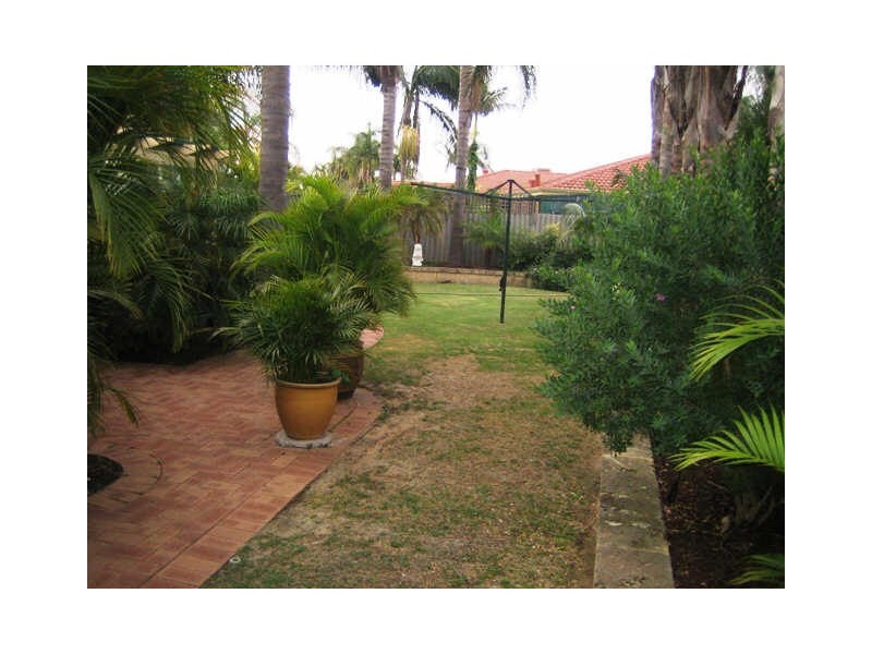 41 Narcissus, Parkwood WA 6147