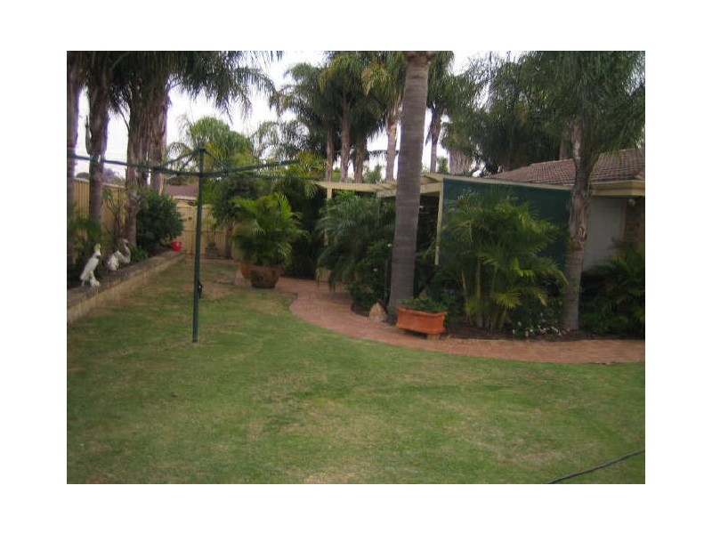 41 Narcissus, Parkwood WA 6147