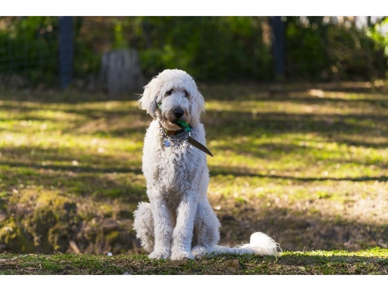 241 Hudson Parade, Avalon Beach NSW 2107