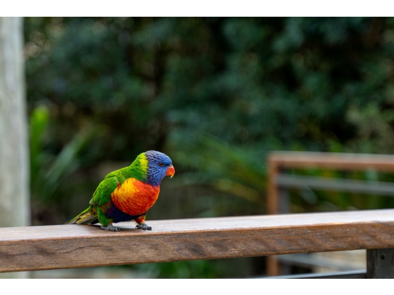 4 The Knoll, Avalon Beach NSW 2107