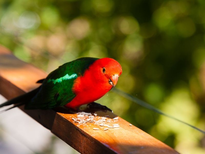 20 De Lauret Avenue, Newport NSW 2106