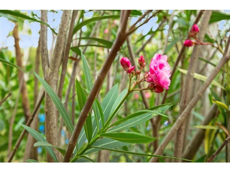 22 Binburra Avenue, Avalon Beach NSW 2107