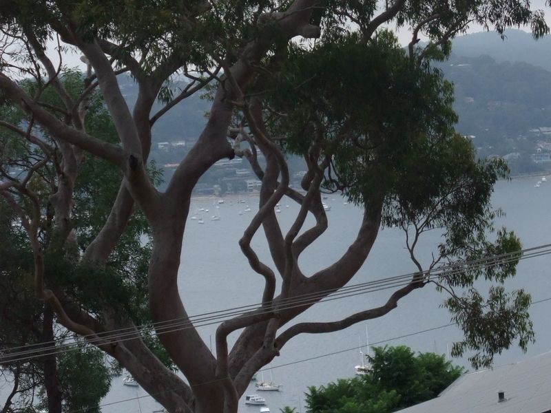 32 Mirabooka Rd, Bilgola NSW 2107