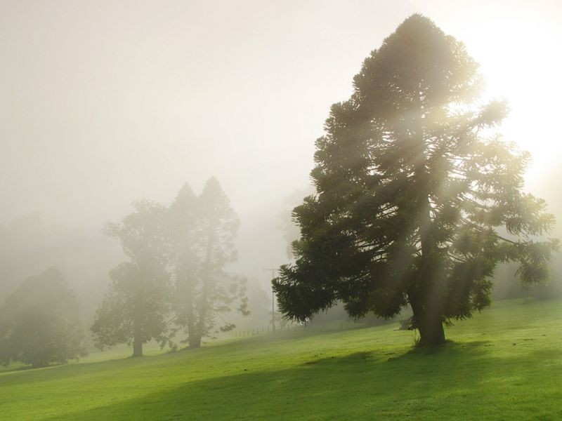Bunya Mountains QLD 4405