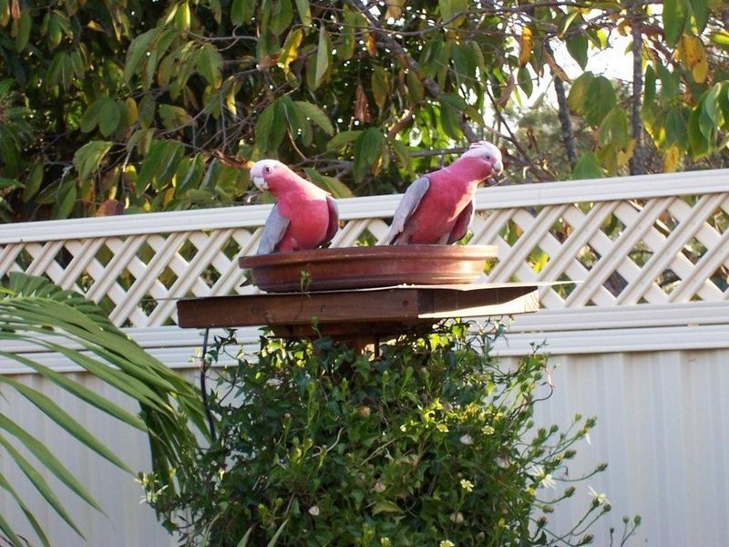 2/3 Rodgers Place, Wardell NSW 2477