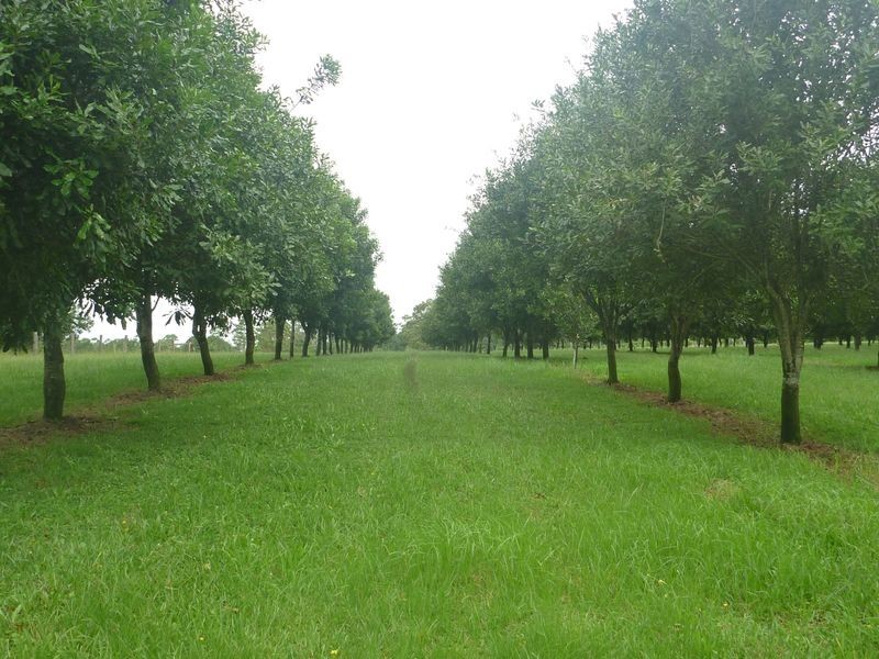 100a Lindendale Road, Lindendale NSW 2480