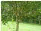 100a Lindendale Road, Lindendale NSW 2480