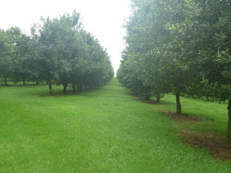 100a Lindendale Road, Lindendale NSW 2480