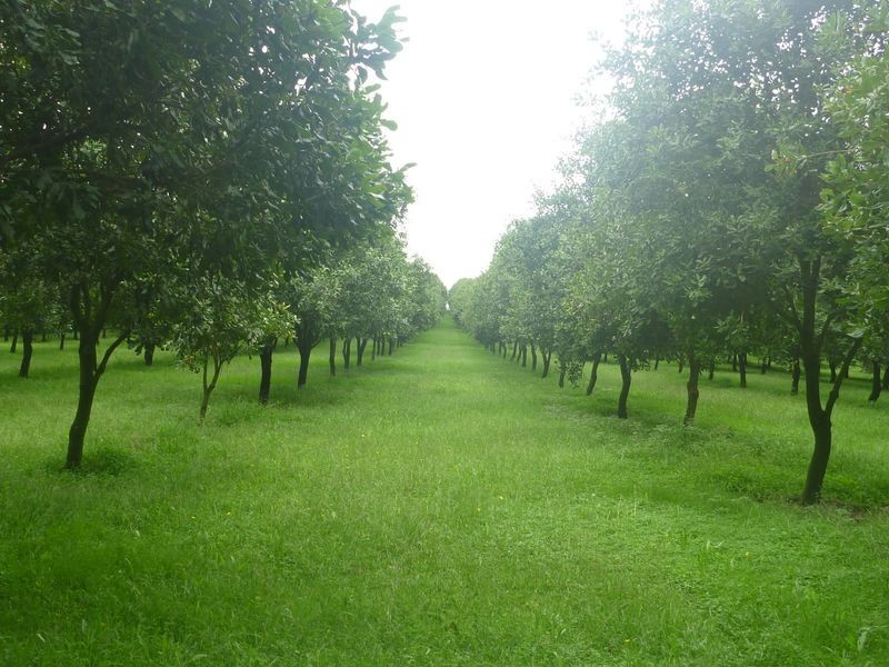 100a Lindendale Road, Lindendale NSW 2480