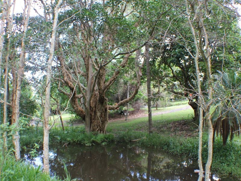 127 Whytes Lane, Pimlico NSW 2478