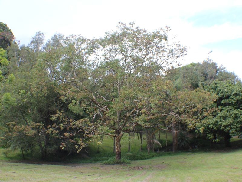127 Whytes Lane, Pimlico NSW 2478