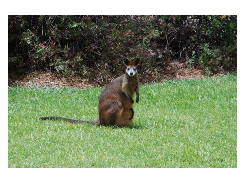 26 Eden Valley Drive, Alstonville NSW 2477