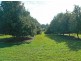 524 Cowlong Road, Mcleans Ridges NSW 2480