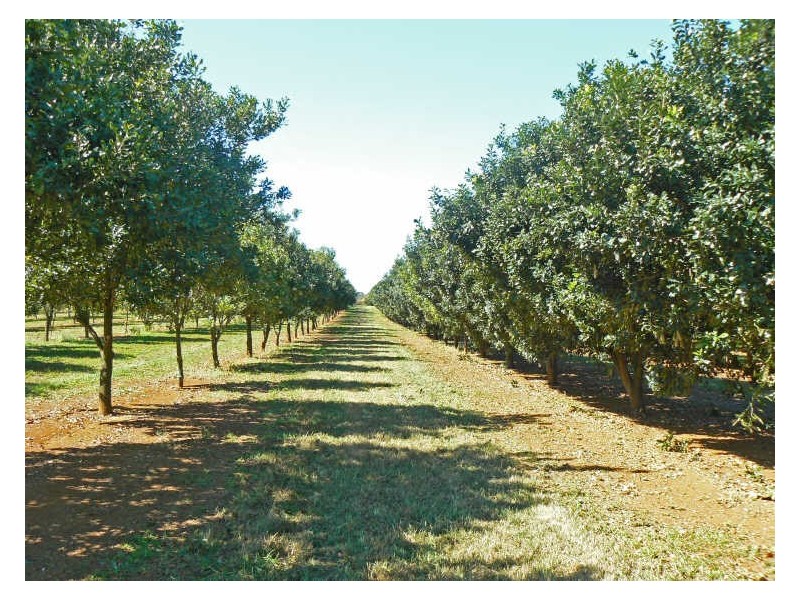 Alstonville NSW 2477