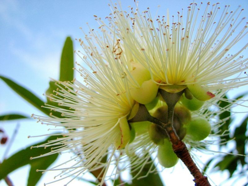 Lot 2009 Cameron Grove Estate, Cameron Park NSW 2285