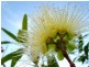 Lot 2010 Cameron Grove Estate, Cameron Park NSW 2285