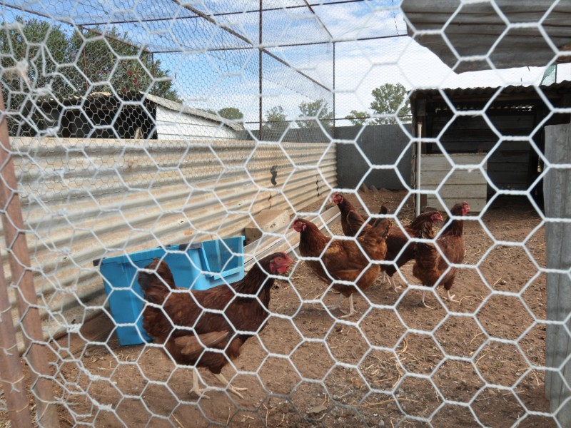 71 Darby Road, Spring Ridge NSW 2343