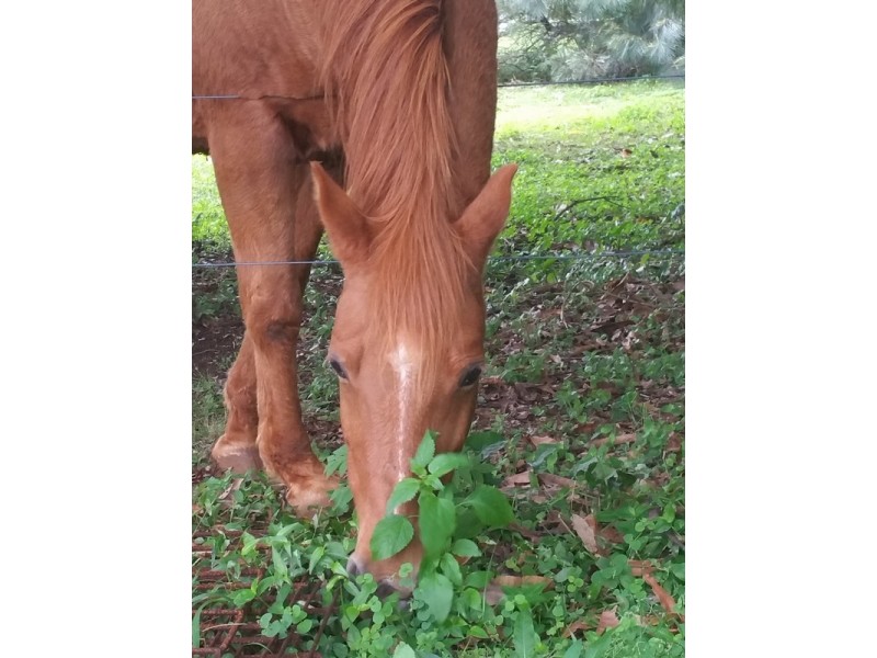 159 McGettigans Lane, Ewingsdale NSW 2481