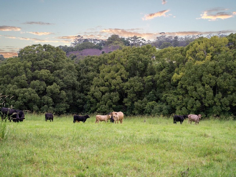 955 Friday Hut Road, Binna Burra NSW 2479