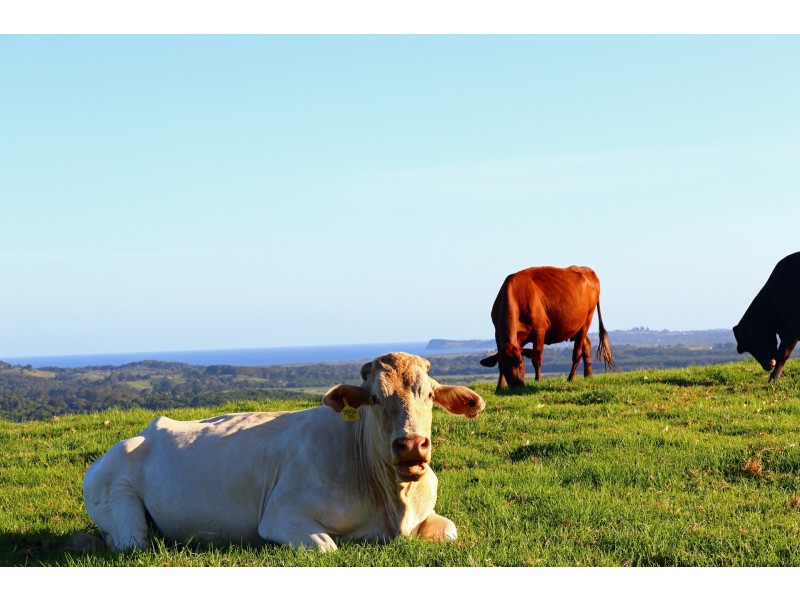 367 Coopers Shoot Road, Coopers Shoot NSW 2479