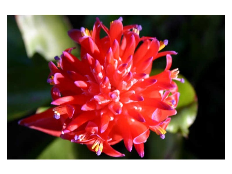 FLOWERDALE ‘EWINGSDALE RD’, Byron Bay NSW 2481