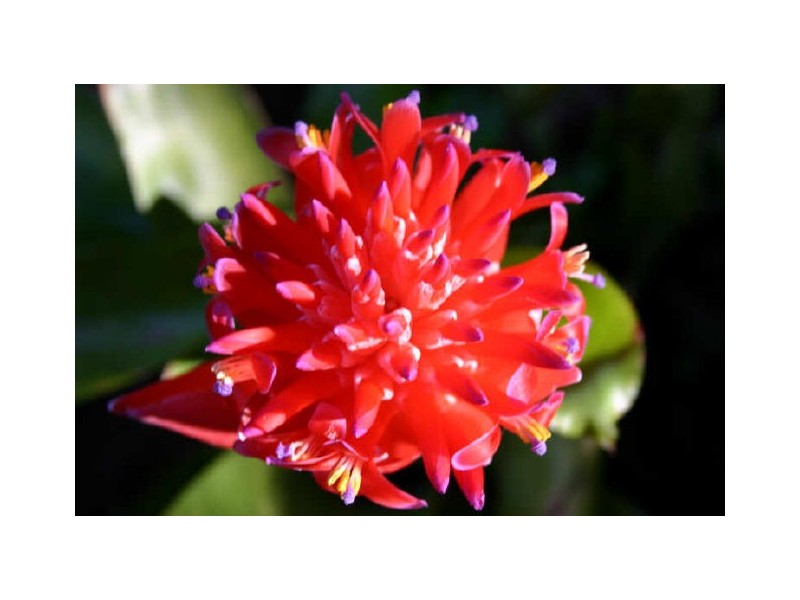 5 HAKEA CRT, Suffolk Park NSW 2481