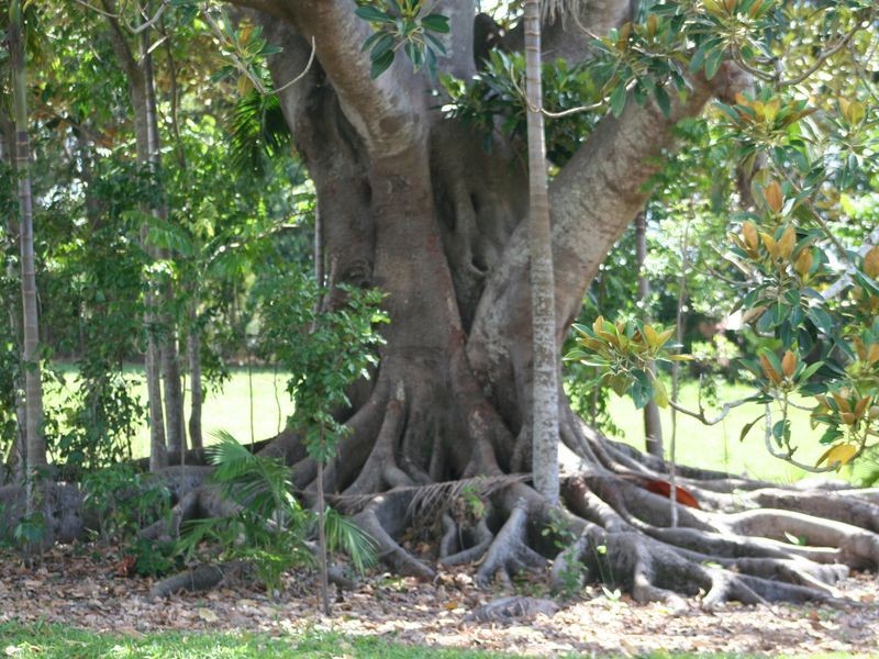Lot 4 Currawong Way – Figtree Fields, Ewingsdale NSW 2481