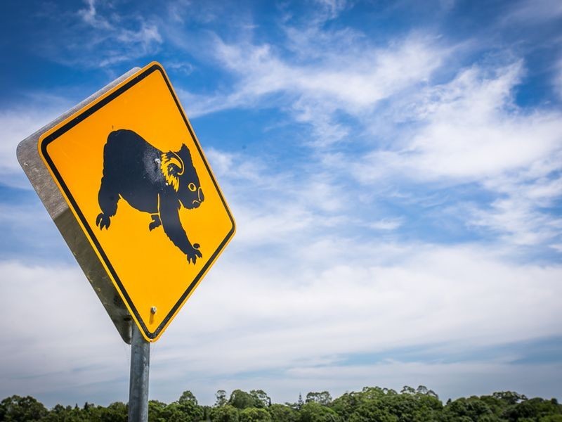 Lot 26 Koala Close – Figtree Fields, Ewingsdale NSW 2481