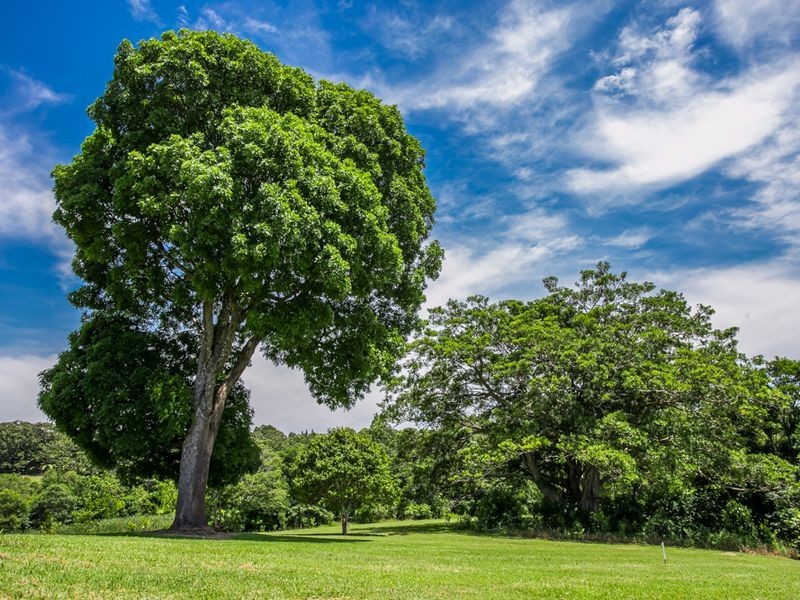 Lot 28 Koala Close – Figtree Fields, Ewingsdale NSW 2481