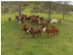460 Marom Creek Road, Marom Creek NSW 2480